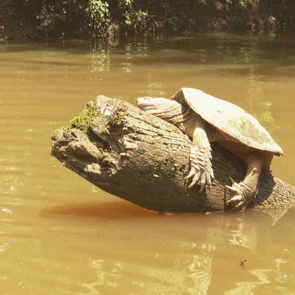 Giant turtle on Elkhorn Creek